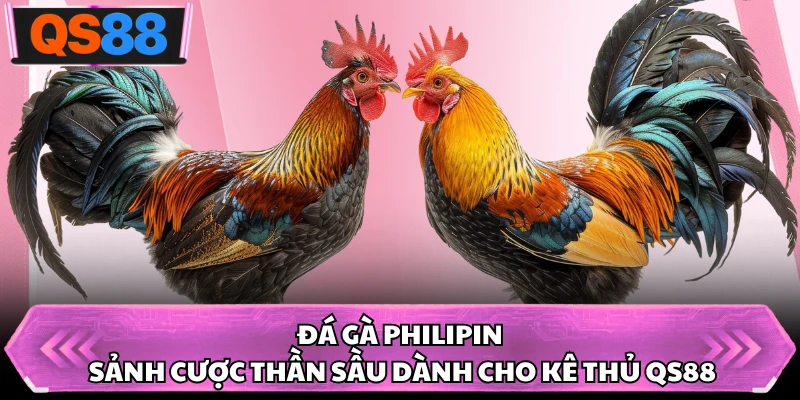 Đá Gà Philipin - Sảnh Cược Thần Sầu Dành Cho Kê Thủ QS88